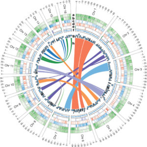 chromosomes-of-oil-palm